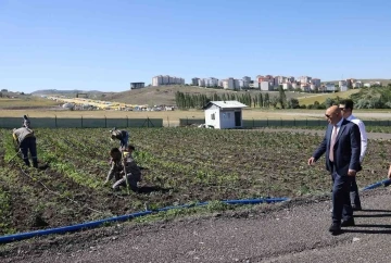 Tarımsal üretim için örnek bostan
