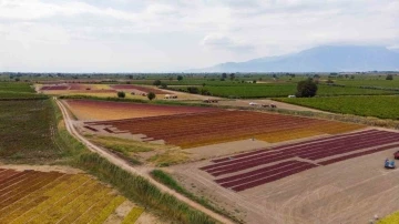 TARİŞ üzüm fiyatlarını açıkladı
