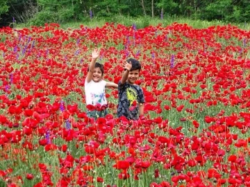 Tarlada açan gelincikler görsel şölen oluşturdu
