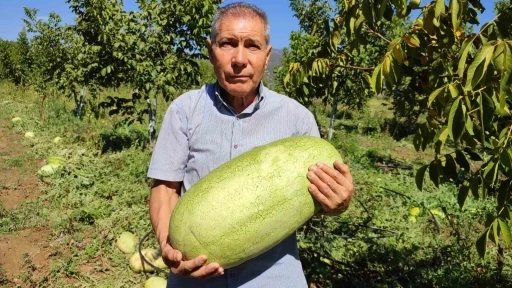 Tarlada kalan karpuzlar pekmeze dönüştü
