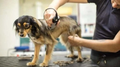 Tarsus berberlerinde köpek tıraşı krizi!