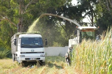 Tarsus’ta üreticilere ücretsiz mısır tohumu dağıtılacak
