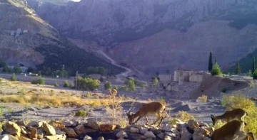 Taş ocağının bozduğu alanlara yaban hayvanları için can suyu havuzu