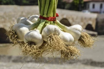 Taşköprü sarımsağı 39 TL’lik kilogram fiyatı ile alıcı buldu
