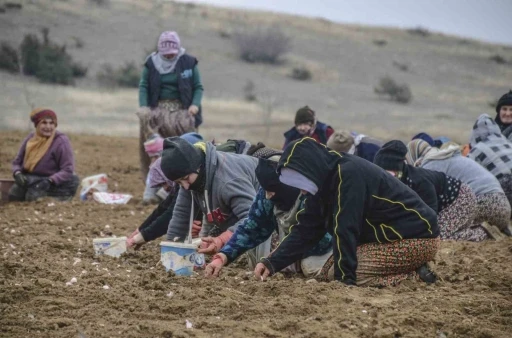 Taşköprü sarımsağı toprakla buluştu
