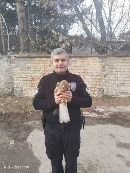 Tatvan’da yaralı şahin yavrusu bulundu
