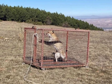 Tedavi edilen kızıl tilki doğaya salındı
