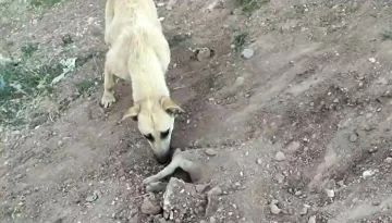 Tedavi olan yavrusu ölünce mezarının başından ayrılmadı
