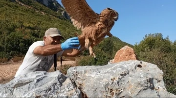 Tedavisi tamamlanan baykuş özgürlüğe kanat çırptı
