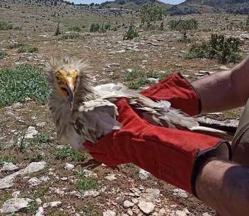 Tedavisi yapılan akbaba doğaya bırakıldı
