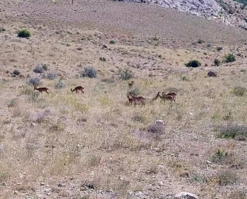 Tek bile görülmezken sürü halinde görüntülendiler
