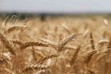 Tekirdağ’da buğday hasadı sürüyor
