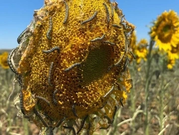 Tekirdağ’da ‘çayır tırtılı’ incelemesi
