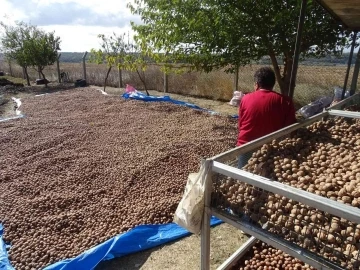 Tekirdağ’da ceviz hasadı
