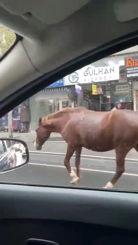 Tekirdağ’da sokaklarda gezen başıboş atlar şaşkınlığa sebep oldu
