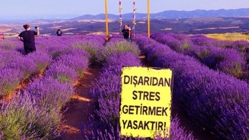 Tekirdağ lavanta tarlası nerede? Tekirdağ Lavanta bahçesine ne zaman gidilir?