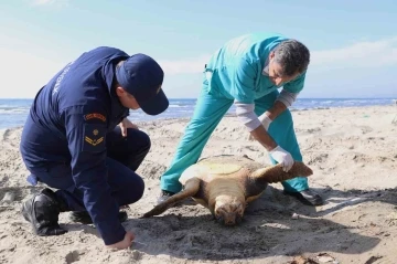 Tekirdağ sahilinde &quot;caretta caretta&quot; ölüsü bulundu
