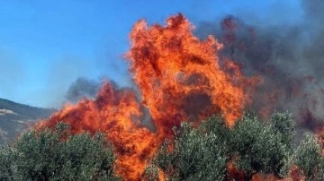 Tekirdağ'da çıkan yangında 50 dönüm zeytinlik alan zarar gördü