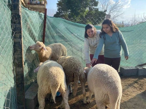 Telef olan koyunları için gözyaşı döken Melek’in yüzünü Başkan İba güldürdü
