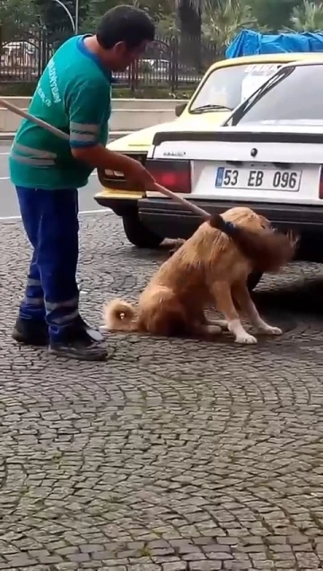 Temizlik personeli süpürgeyle sokak köpeğinin sırtını kaşıdı o anlar cep telefonuna yansıdı
