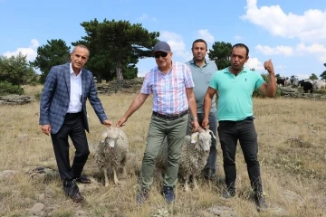 Tiftik keçisi Seben’de koruma altına alınıyor
