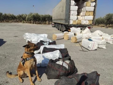 TIR’daki saman balyaları arasından 172 kilo 200 gram skunk maddesi çıktı