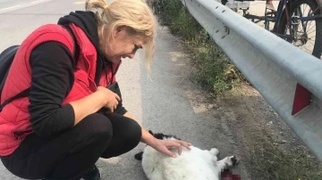 Tırın ezdiği köpek telef oldu, mahalle sakinleri gözyaşlarını tutamadı
