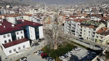 Tokat’ta 5 asırlık çınar ağacı koruma altına alındı
