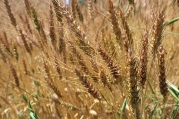 Tokat’ta yerli ve milli buğday tohumu Taner’in ekimi gerçekleştirildi
