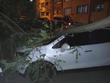 Trabzon’da şiddetli rüzgar etkili oldu
