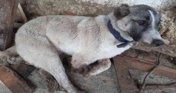 Tüfekle vurulan köpeğin ayağı parçalandı