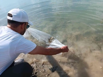 Tunceli’de 100 bin adet pullu sazan yavrusu gölete bırakıldı
