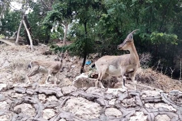 Tunceli’de dağ keçileri, evlerin yakınlarında insanlardan korkmadan geziyor
