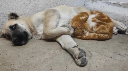 Tunceli’de kedi ve köpeklerin sevimliği dostluğu
