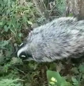 Tunceli’de kırmızı listedeki porsuk görüntülendi
