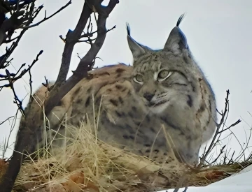 Tunceli’de kırmızı listedeki vaşak fotoğraflandı
