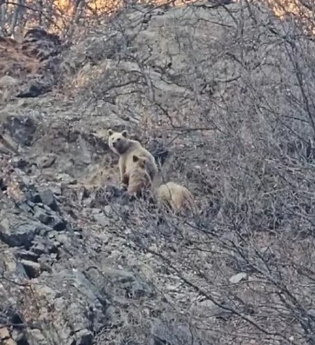 Tunceli’de kış uykusuna yatmayan ayı ailesi görüntülendi
