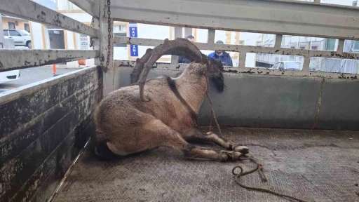 Tunceli’de yaralı halde bulunan yaban keçisi tedavi altına alındı
