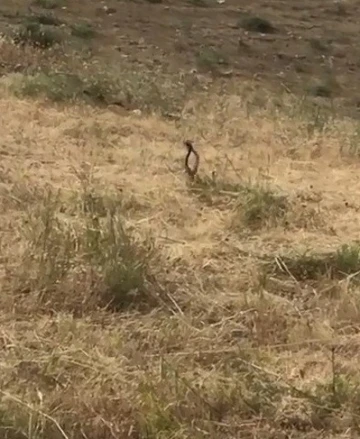 Tunceli’de yılanların dansı görüntülendi
