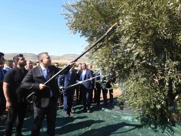 Türkiye’nin en kaliteli zeytinin üretildiği Kilis’te hasat başladı
