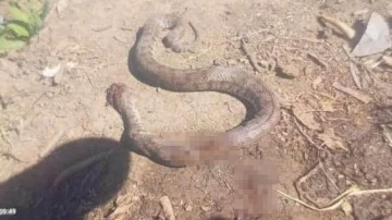 Türkiye’nin en zehirli yılanı eve girmek üzereyken öldürüldü
