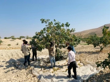 Türkiye’nin fıstık ambarında hasat başladı
