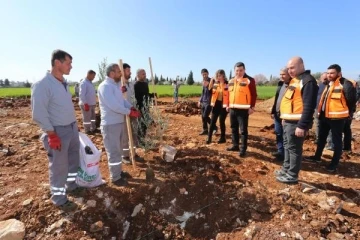 Tütüncü: Kepez'e 500 bin metrekarelik zeytin çiftliği kazandırıyoruz