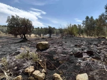 Tutuşan otlar 189 zeytin ağacına zarar verdi
