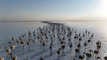 Tuz Gölünde yavru flamingolar kanat çırpmaya başladı
