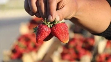 Ücretini yetersiz bulunca çilek işine girdi