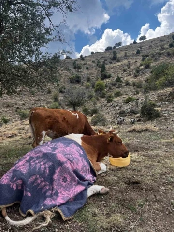 Uçurumdan düşen inek için 2 gün süren kurtarma operasyonu
