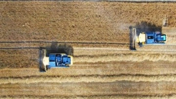 Ukrayna-Rusya savaşıyla önemi artan buğdayın hasadı başladı