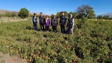 Üniversite mezunu kadın devlet desteğiyle tonlarca domates üretiyor
