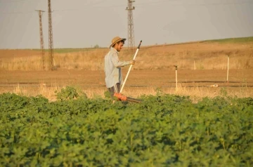 Üniversiteli tarım işçisi Kurban Bayramı’nı tarlada geçirdi
